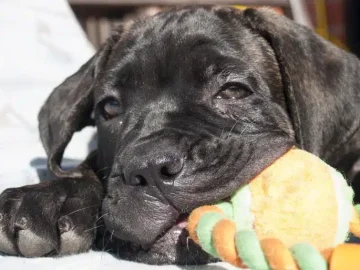 A Cane Corso Puppy chewing on a dog toy