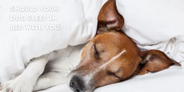 Should Dogs Sleep on the Bed?