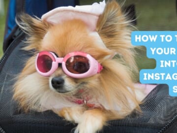 How to turn your dog into an Instagram star